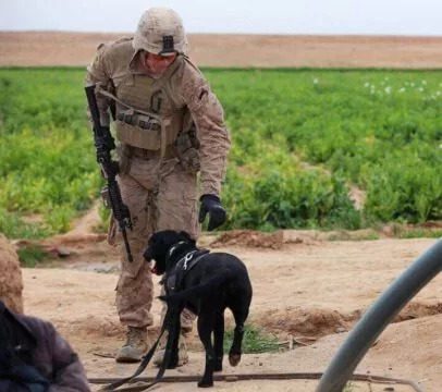 USMC soldier reaches down to pet a black dog